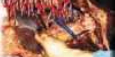 Gonorrhoeaction und Anal Whore - Split 10