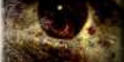 Cataract - Cataract