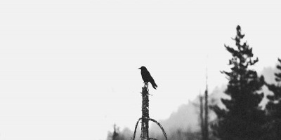 Eternal White Trees - The Summer That Will Not Come